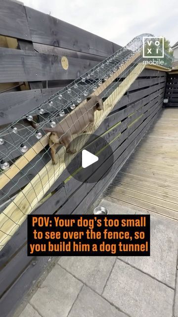 VOXI on Instagram: "Dogs 🤝 Being nosy 

Data allowances suck, join VOXI Mobile for unlimited scrolling without eating into your data

📹: TT/ owenmurphy568

#TheFunNeverEnds" Dog Fence Ideas, Dog Fencing, Dog Fence, Instagram Dogs, Dogs Of The World, Fence, Pet, Building, Dogs