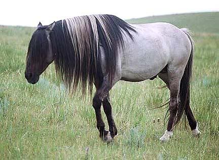 Sundowner - Grulla Mustang stallion. LOVE his color :) Kiger Mustang, Grulla Horse, Mustang Horse, Wild Mustangs, Most Beautiful Horses, Majestic Horse, All The Pretty Horses, Horse Crazy, Horse Coloring