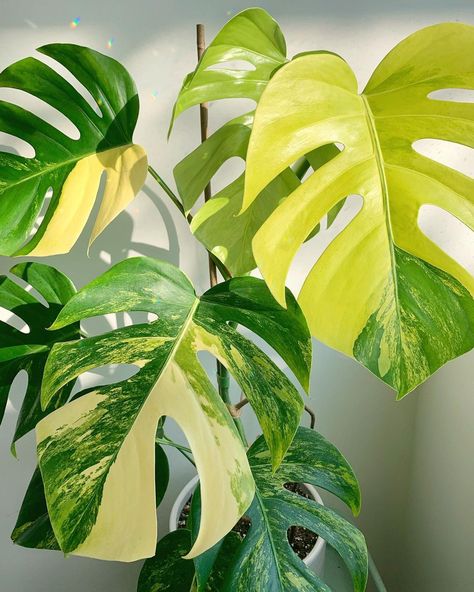 Monstera Aurea Variegata, Monstera Indoor, Monstera Aurea, Variegated Monstera, Rare Seeds, Variegated Plants, Monstera Deliciosa, House Plants Indoor, Foliage Plants