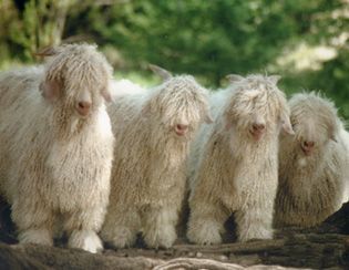 Goats, Sheep and Beautiful on Pinterest White Animals, Raising Goats, Angora Goats, Mini Farm, Sheep And Lamb, Goat Farming, Baby Goats, Sweet Animals, Animal Photo