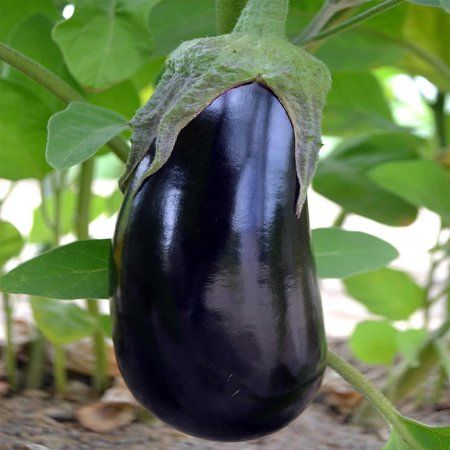 Black Beauty Eggplant Garden Seeds - 1 Lb - Non-GMO, Heirloom Vegetable Gardening Seed - Solanum melongena Eggplant Seeds, Compost Soil, Egg Plant, Purple Fruit, Eggplant Dishes, Perennial Vegetables, White Flies, Eggplant Parmesan, Heirloom Vegetables