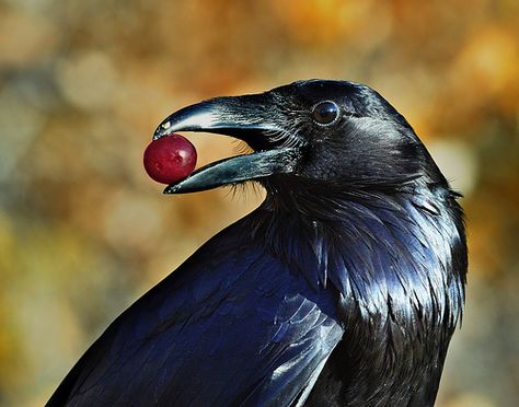 (un)common raven | Flickr - Photo Sharing! Regard Animal, Quoth The Raven, Raven Bird, Crow Art, Jackdaw, Raven Art, Crows Ravens, Arte Inspo, The Raven