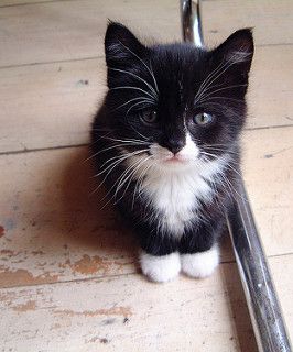 Little Boris | by Bakelaar en Waardenburg Tuxedo Kitten, Söt Katt, Cute Cats And Kittens, Cute Kittens, Kitty Cats, Sweet Animals, Pretty Cats, On The Floor, Beautiful Cats