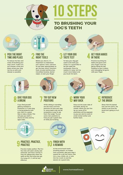 Pet Dental Care, Dog Breath, Easiest Dogs To Train, Dog Health Tips, Dog Teeth Cleaning, Dog Dental Care, Dog Dental, Dog Health Care, Dog Care Tips