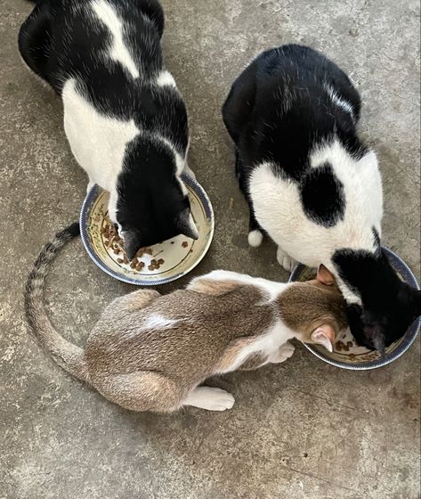 #cats #aesthetic #animals #pets #cute #feeding Feeding Cat Aesthetic, Feeding Animals Aesthetic, Feeding Stray Cats, Pets Aesthetic, Aesthetic Animals, Pets Cute, Cats Aesthetic, Cat Feeding, Cat Aesthetic