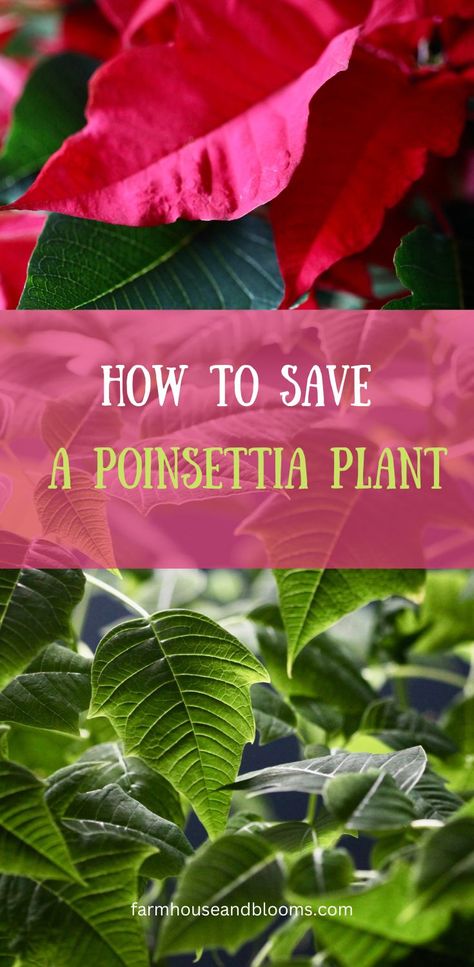 two pictures of poinsettia plants, one with green leaves, and one with red bracts Poinsettia Leaves, Christmas Cactus Care, Poinsettia Care, Poinsettia Plant, Christmas Plants, Plant Hacks, Holiday Floral, Poinsettia Flower, Flower Care