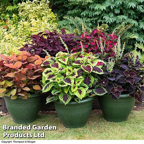 Coleus Containers, Plants For Containers, Statement Plants, Conservatory Plants, Bedding Plant, Herbaceous Border, Patio Pots, Plants For Hanging Baskets, Cottage Garden Plants