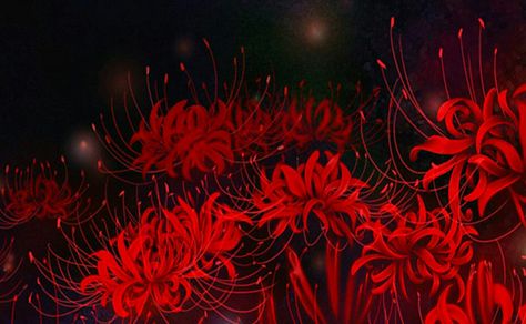 Spider Lily Laptop Wallpaper, Red Spider Lily Wallpaper Laptop, Red Spider Lily Banner, Red Spider Lily Gif, Spider Lily Header, Spider Lilies Aesthetic, Red Pc Background, Red Anime Wallpaper Pc, Spider Lily Banner