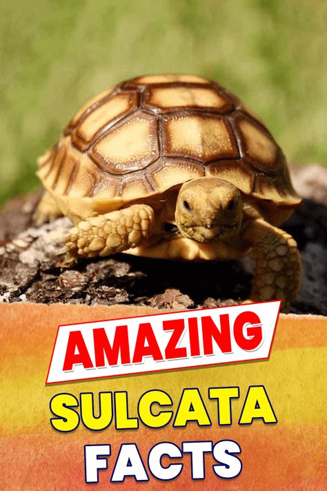 Large Sulcata Tortoise Habitat Outdoor, Sulcata Tortoise Habitat Outdoor, Sulcata Tortoise Enclosure, Sulcata Tortoise Diet, African Sulcata Tortoise, Turtle Dancing, Turtle Setup, Tortoise Enclosure Indoor, Pet Turtle Care