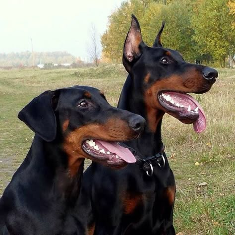 Cropped and natural ears!  Doberman Pinschers just look sweeter and more amiable with natural ears. But perhaps that's why in America they crop them, to get a meaner look. And also vets tell you it's to prevent ear infection, but really it was originally suspected that ear cropping would help them hear better, and that tail cropping would prevent their tails form getting in the way while working. Miniature Pinscher Puppy, Doberman Funny, European Doberman, Doberman Pinscher Puppy, Doberman Love, Doberman Pinscher Dog, Dangerous Dogs, Doberman Puppy, Dog Grooming Business