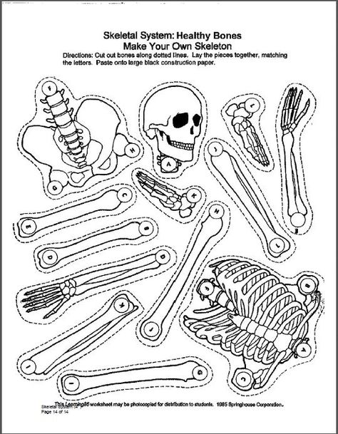 p. 14 of a study guide for 4th grade via westerndairyassociation.org/wp/wp.../06/Skeletal-System.pdf - listed as available for distribution to students Skeleton Worksheet, Skeletal System Worksheet, Elementary Printables, Science Experience, The Skeletal System, Human Body Science, Human Body Activities, Human Body Unit, Worksheet For Kids