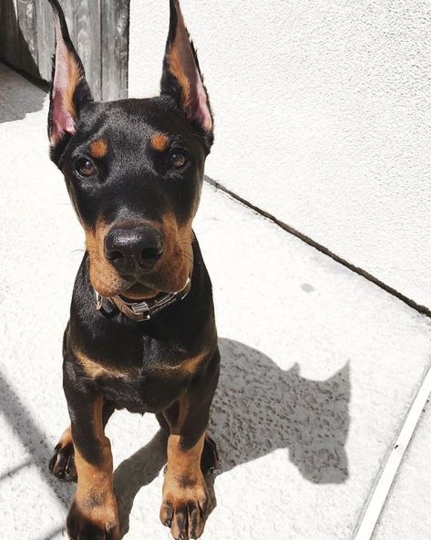 Doberman Puppies, Doberman Pinscher Puppy, Doberman Pinscher Dog, Doberman Puppy, Doberman Dogs, Cute Dogs And Puppies, Move Mountains, Doberman Pinscher, Cute Little Animals