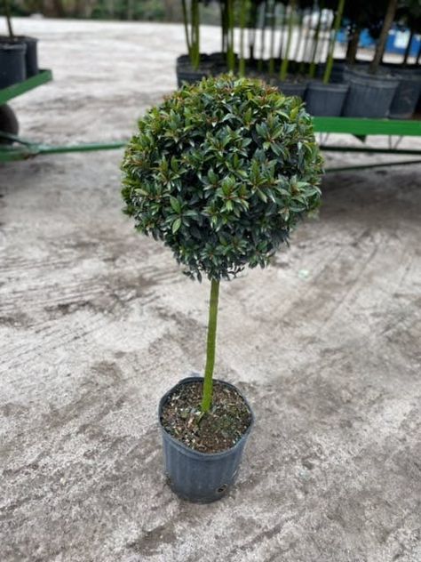 10” Eugenia Globulus Topiary 1 Ball 2.5-3' Ficus Tuffi Hedge, Brodiaea Triteleia, Westringia Fruticosa, Yew Topiary Garden, Eugenia Topiary, Hedges, 10 Things, Plants