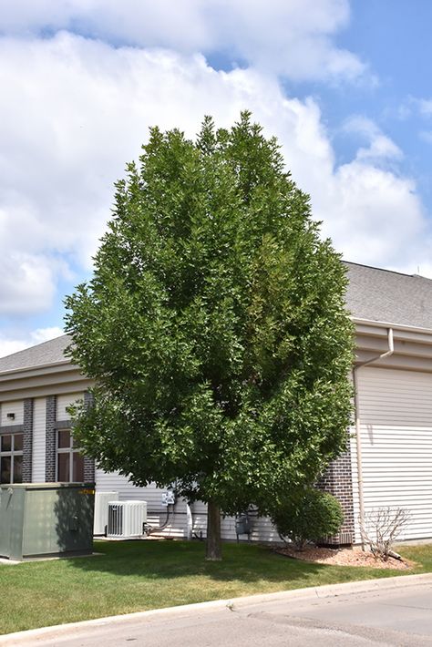 Patmore Green Ash (Fraxinus pennsylvanica 'Patmore') at Wagner Nursery & Landscape Nevada Plants, Green Ash Tree, Regina Saskatchewan, Northern Nevada, Ash Tree, Australian Garden, Green Ash, Garden Centre, Ornamental Trees