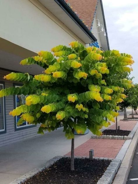 What’s This Trippy Fella Called? Rising Sun Redbud Tree, Rising Sun Redbud, Fancy Plants, Cercis Canadensis, Rainbow Eucalyptus, Eastern Redbud, Ornamental Cabbage, Redbud Tree, Weird Plants