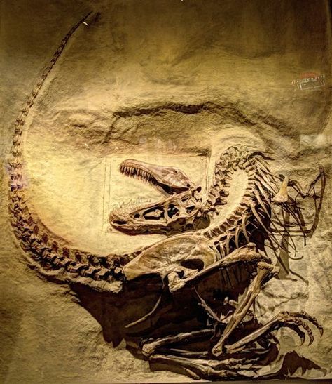 Royal Tyrell Museum, Palaeontology Aesthetic, Paleocore Aesthetic, Palentogist Aesthetic, Paleontologist Aesthetic, Paleontology Aesthetic, Drumheller Alberta, Dinosaur Fossil, Animal Skeletons