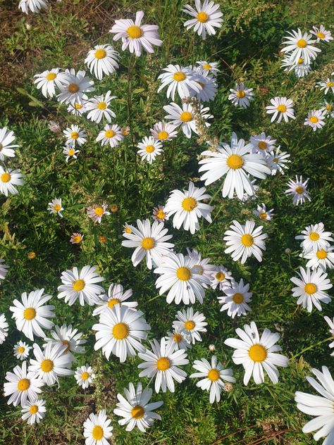 Daisy flower near Korean Palace in South Korea Korean Flowers Aesthetic, Korean Palace, Flower Types, Daisy Field, Beautiful City, Types Of Flowers, Summer Flowers, Daisy Flower, South Korea