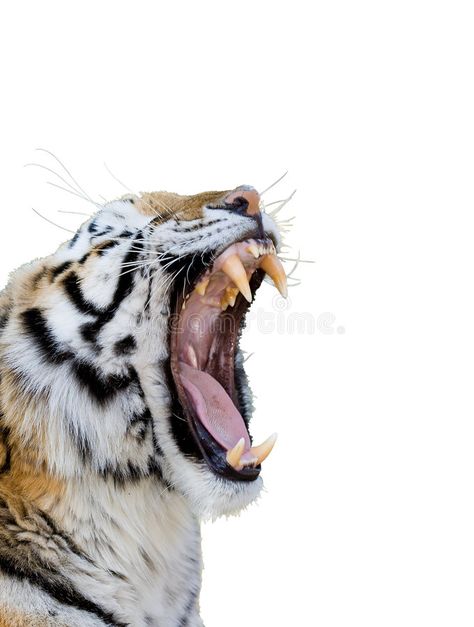 Tiger Growling. Bengal tiger growling isolated on white background , #AFFILIATE, #Bengal, #tiger, #Tiger, #Growling, #white #ad Tiger Growling, Bengal Tiger, Reference Images, Animals Images, Nature Images, White Background, Photo Editing, Royalty Free, Royalty Free Stock Photos