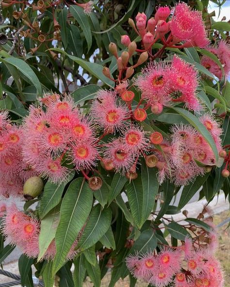 Flowering Gum Tree, Australia Native Garden, Native Gardens Australia Landscaping, Native Garden Australia, Australian Native Garden Landscaping, Native Flower Garden, Australia Native Flowers, Native Australian Garden, Flowering Eucalyptus