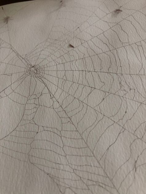 Real Spider Web, Spider Web Sketchbook Page, Cob Web Tattoo, Spiderweb Painting, Spider Web Painting, Bg Texture, Types Of Spiders, Spider Drawing, Real Spiders