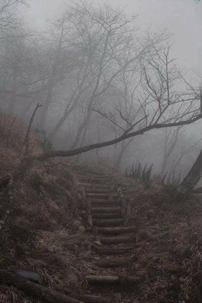 Ominous paths through the woods~ Halloween Creepy Aesthetic, Foggy Road, Spooky Places, Foggy Forest, 다크 판타지, Dark Places, Dark Photography, Jolie Photo, White Photo