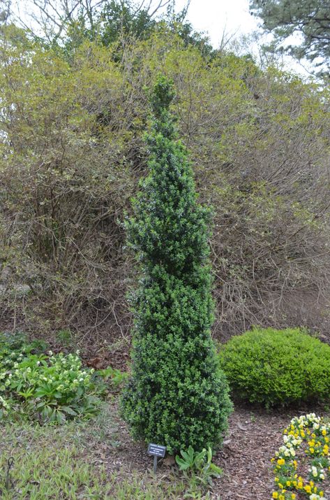 ‘Sky Pencil Holly vs ‘Dee Runk’ Boxwood | What Grows There :: Hugh Conlon, Horticulturalist, Professor, Lecturer, and Gardener Boxwood And Holly Landscaping, Dee Runk Boxwood, Pencil Holly, Sky Pencil Holly, Holly Flower, Front Garden Landscape, Landscape Plants, Garden Landscape, Landscaping Plants