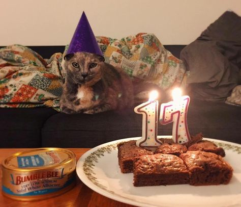 Luna.  http://imgur.com/gallery/1zwDZ Happy Birthday Cat, Happy 17th Birthday, Pictures Of Cats, Cat Purr, Cat Birthday Party, Birthday Meme, Missing Link, Birthday Hat, Cat Party