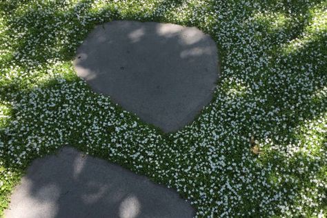 Victorian Gardens, Front Garden Design, Two Faced, Gardening Trends, Victorian Garden, Victorian Cottage, Garden Animals, Ground Cover Plants, Backyard Playground