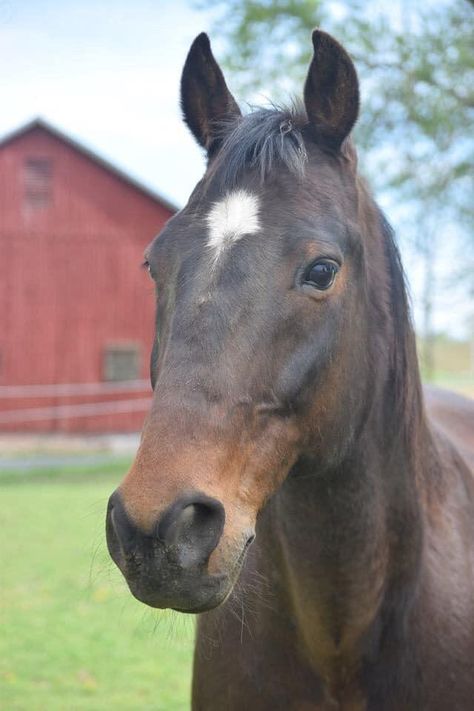 Standardbred Racing, Standardbred Horse, Harness Racing, All The Pretty Horses, Horse Farms, Pretty Horses, Horse Breeds, Wild Horses, Beautiful Horses