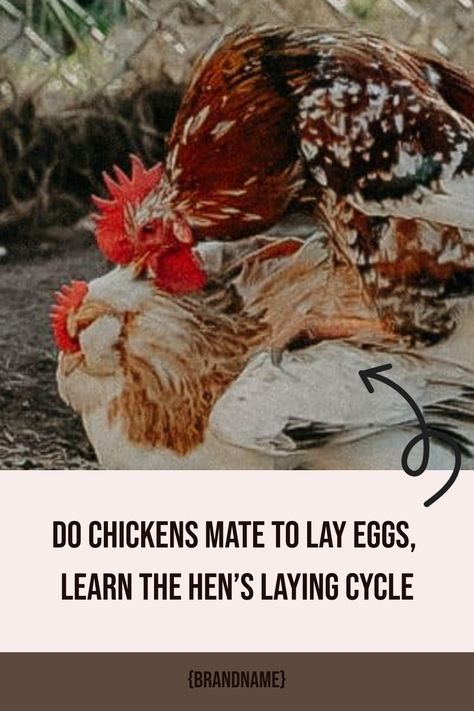 Do chickens mate to lay eggs? Read this post to understand the chickens laying cycle. Plus some tips to help keep your backyard chickens laying well so you have farm fresh eggs as long as possible. Small Backyard Farm, Small Farm Animals, Make Money Homesteading, Homesteading Diy Projects, Start A Homestead, Raising Chicks, Homesteading For Beginners, Silkie Chickens, Backyard Farm