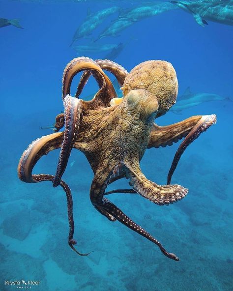 Awesome octopus swimming in front of a dolphin pod🐙🐬 . 📳Love octopus? Follow us for more @beaches.4life . 📸 @krystalklear || @aquariumfetish Octopus Reference, Octopus Photography, Octopus Photos, Tattoo Octopus, Creature Marine, Fauna Marina, Octopus Art, Beautiful Sea Creatures, Underwater Creatures