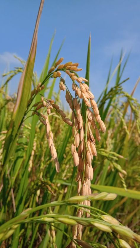 Cropping Photography, Rice Crop, Agriculture Photography, Agriculture Photos, Good Morning Animated Images, Rice Plant, Tree Photoshop, Farm Images, Lucky Wallpaper