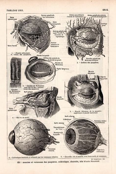 Vintage Medical Art, Anatomy Prints, Medical Drawings, Medical Decor, Eye Anatomy, Human Body Anatomy, Human Anatomy Drawing, Human Anatomy Art, Anatomy Sketches