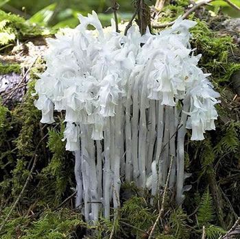 Monotropa uniflora. PNW native, zones 4-8.  Shade 'ice plant' Monotropa Uniflora, Ghost Plant, Ice Plant, Moon Garden, Unusual Plants, Unusual Flowers, Rare Flowers, Fruit Plants, Unique Plants