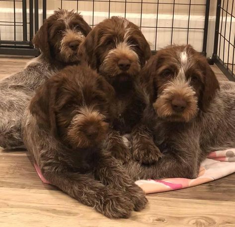 Feather View Farm in Ohio | Wirehaired Pointing Griffon puppies | Good Dog Wirehaired Pointing Griffon Puppies, Brussel Griffon Dogs, German Wirehaired Pointer Puppy, Fun Dog Pictures, Brussels Griffon Puppies, Koda Bear, Korthals Griffon, Pointing Griffon, Wirehaired Pointing Griffon