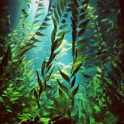 Ocean Seaweed, Kelp Forest, Sea Plants, Theme Nature, 수채화 그림, Beautiful Wallpaper, Underwater Photography, Underwater World, Ocean Life