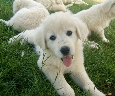 Maremma Sheepdog Puppy, Maremma Dog, Polish Sheepdog, Sheepdog Puppy, Sheep Dog Puppy, Maremma Sheepdog, Pyrenean Mountain Dog, Guard Dog Breeds, Puppy Pics