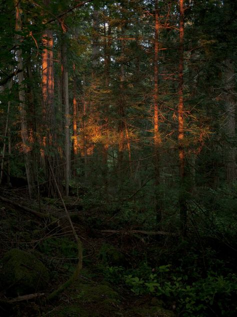 Jesse Balmer, Dark Naturalism Aesthetic, Pender Island, Dark Naturalism, Dark Landscape, Misty Forest, Dark Photography, In The Forest, Ecosystem