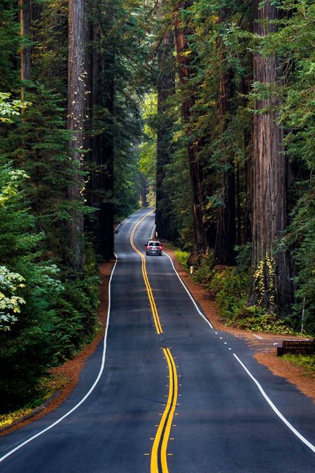 Red Wood National Park, Dream Roadtrip, Big Sir, Redwood Highway, Redwoods National Park, Usa Aesthetic, Avenue Of The Giants, Humboldt Redwoods State Park, Sequoia Sempervirens