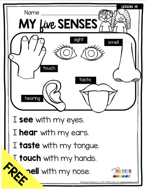 FREEBIE MY FIVE SENSES - free activities and printables for teaching about the human body and fives senses for pre-k kindergarten and first grade classrooms - science centers and hands-on worksheets - learn about our bones - muscles - organs - brain - sense of smell - sense of touch - sense of hearing - sense of sight and sense of taste - try FREEBIE and get ideas for your primary science lesson plans #kindergartenscience #firstgradescience #myfivesenses #kindergartenreading #fivesenses First Grade Science Activities, Human Body First Grade, Science For Kindergarten Lesson Plans, Kindergarten Lesson Ideas, Pre K Science Worksheets, Grade 1 Science Experiments, My Body Kindergarten Activities, 1st Grade Lesson Plans Ideas, First Grade Science Worksheets