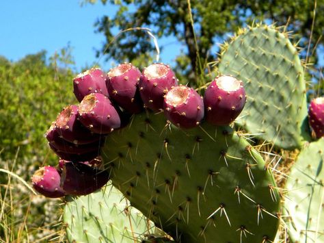 Prickly Pear Cactus seedsCold Hardy Perennial by CaribbeanGarden, $2.99 Growing Cactus, Flower May, Cactus Seeds, Pear Cactus, Prickly Pear Cactus, Prickly Pear, Red Fruit, Caicos Islands, Garden Seeds