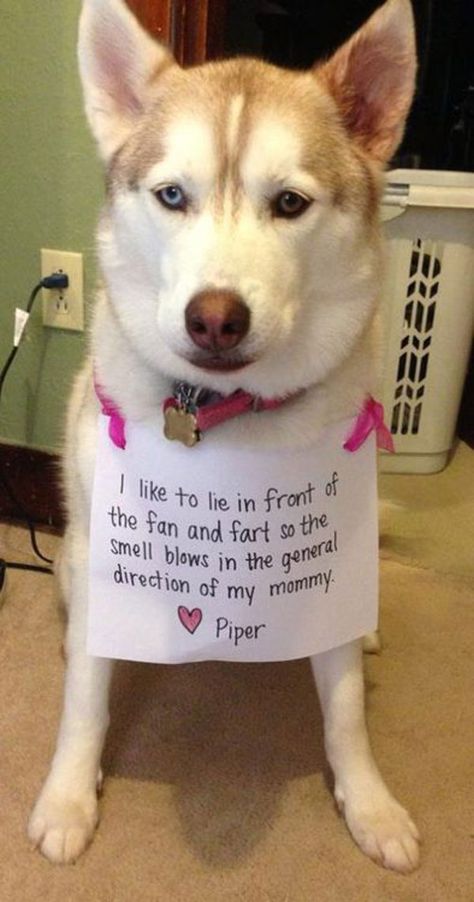 Dog Shaming, my sisters name is piper. Let me just say, her and this dog have sooo much in common. They would become best friends Dog Shaming Funny, Pet Shaming, Cat Shaming, Animal Shaming, Dog Shaming, Brick Oven, Funny Dog Memes, Bad Dog, Funny Animal Memes