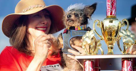 World’s Ugliest Dog, Scamp the Tramp, Comes From a Family of Winners - The New York Times Ugliest Dog, World Ugliest Dog, Black And Grey Hair, Dog Contest, Ugly Dogs, Voyage New York, Street Dogs, Old English Bulldog, Wild Hair