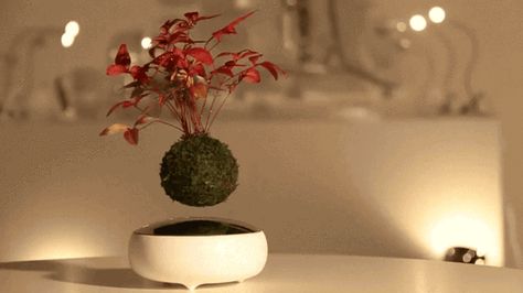 The folks of Hoshinchu combined zen and science to create the Air Bonsai, a floating bonsai plant that’s guaranteed to blow your mind with its ability to swirl above its base. But let’s be clear about one thing: it’s all about science, not magic. Magnets installed at the porcelain base and in the mossy ball allow the bonsai … Magnetic Levitation, Floating Plants, Bonsai Plants, Bonsai Garden, Kyushu, Bonsai Trees, Deco Floral, Design Milk, Bonsai Tree