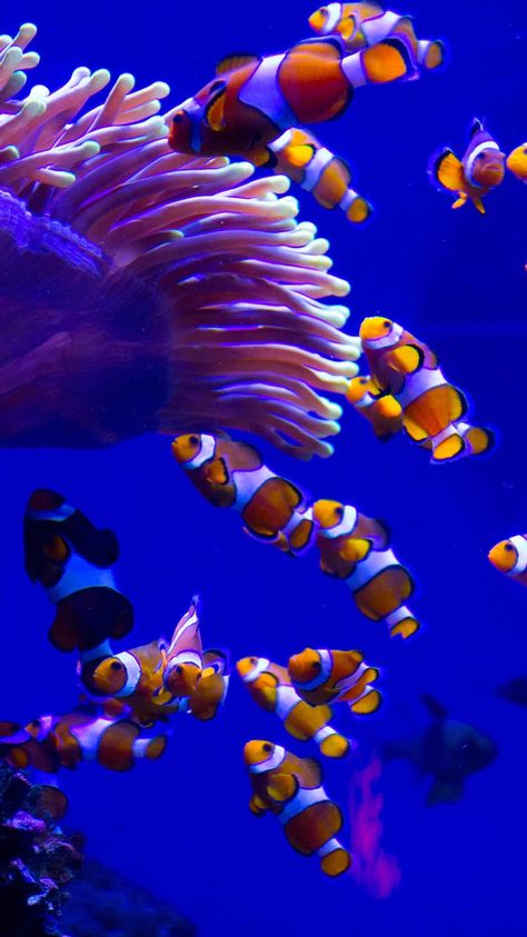 Clown Fish Wallpaper Iphone, Reef Pictures, Aquatic Ambience, Clownfish Wallpaper, Fish Background Wallpapers, Coral Reef Pictures, Colorful Fish Wallpaper, Clown Fish Aesthetic, Clownfish Photography