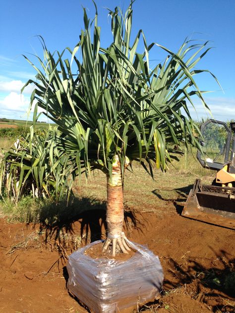 Pandanus Pedunculatus – From $800 Dracena Plant, Pandanus Tree, Purple Plants, Tropical Pool, Backyard Entertaining, Tropical Tree, Unique Trees, Tropical Landscaping, Dream House Exterior