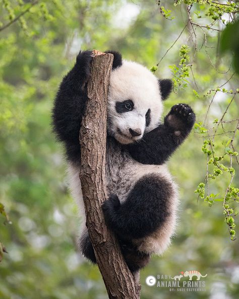 It's #NationalPandaDay ! Head on over to the Baby Animal Prints Blog to find 10 Fun Facts about Giant Pandas and a couple fun ways that you can help these amazing animals. Baby Animal Prints Nursery, Baby Panda Bears, Safari Nursery Art, Animal Nursery Art, Safari Nursery Decor, Baby Sloth, Foto Baby, Baby Animal Prints, Nursery Animal Prints