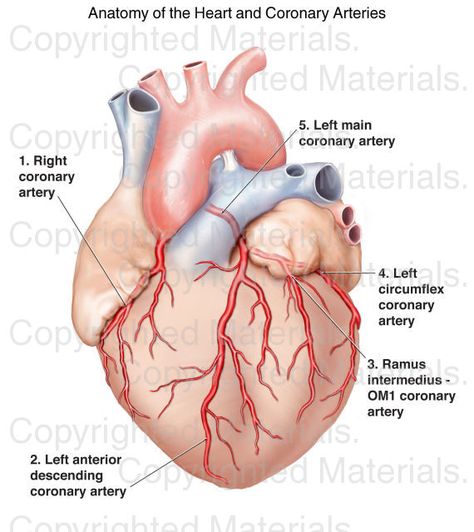 Cath Lab Nursing, Anatomy Of The Heart, Coronary Circulation, Medical Math, Nursing School Prep, Arteries Anatomy, Heart Arteries, Health Equity, Anatomy Illustration