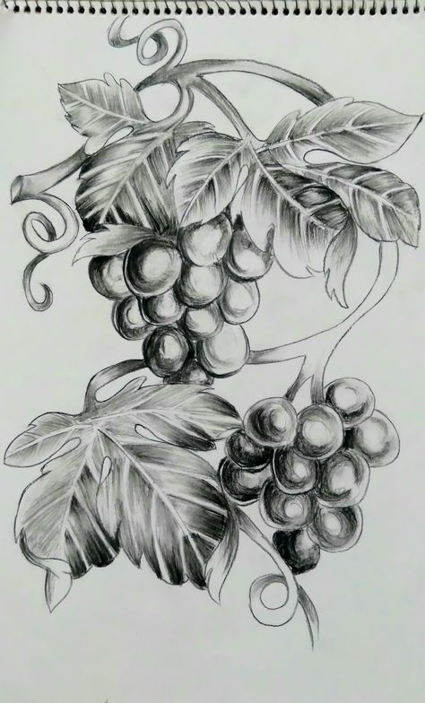 Grapes And Vines Drawing, Grapes Sketch Pencil, Grapes Drawing Pencil, Grapes Sketch, Grapes Drawing, Grape Drawing, Jesus Art Drawing, Wood Burning Patterns Stencil, Abstract Pencil Drawings