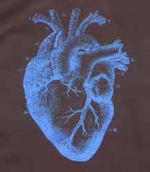 Anatomical Heart Art, Medical Drawings, Types Of Blue, Human Pictures, Respiratory Care, Matters Of The Heart, Sweet Hearts, Heart Lights, Apex Predator